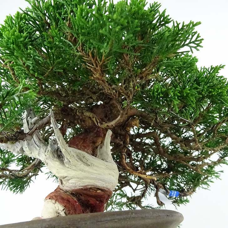 盆栽 真柏 樹高 約21cm しんぱく 高級盆栽 Juniperus chinensis シンパク “ジン シャリ” ヒノキ科 常緑樹 観賞 – 森流  - 奇異植物、爬蟲、水族 | GreenFlow Exotic Pets & Plants