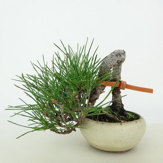 盆栽 松 黒松 ミニ盆栽 樹高 上下 約8cm くろまつ Pinus thunbergii クロマツ マツ科 常緑針葉樹 観賞用 小品 m1115606664