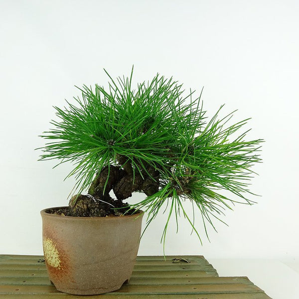 盆栽 松 黒松 樹高 上下 約22cm くろまつ Pinus thunbergii クロマツ マツ科 常緑針葉樹 観賞用 u1115678868