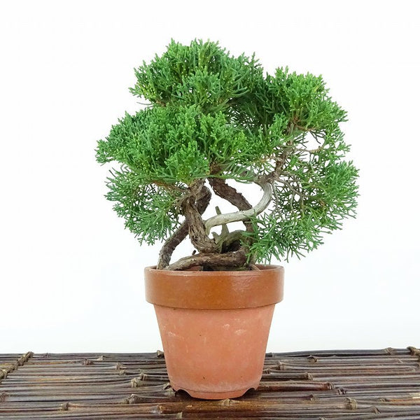 盆栽 真柏 樹高 約17cm しんぱく Juniperus chinensis シンパク “ジン シャリ” ヒノキ科 常緑樹 観賞用 小品 w1115673797