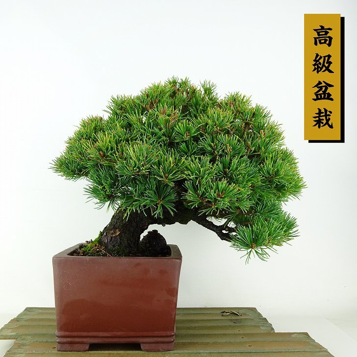 盆栽 松 五葉松 明星 樹高 約18cm ごようまつ 高級盆栽 Pinus parviflora ゴヨウマツ マツ科 常緑針葉樹 観賞用 小品 1115669370