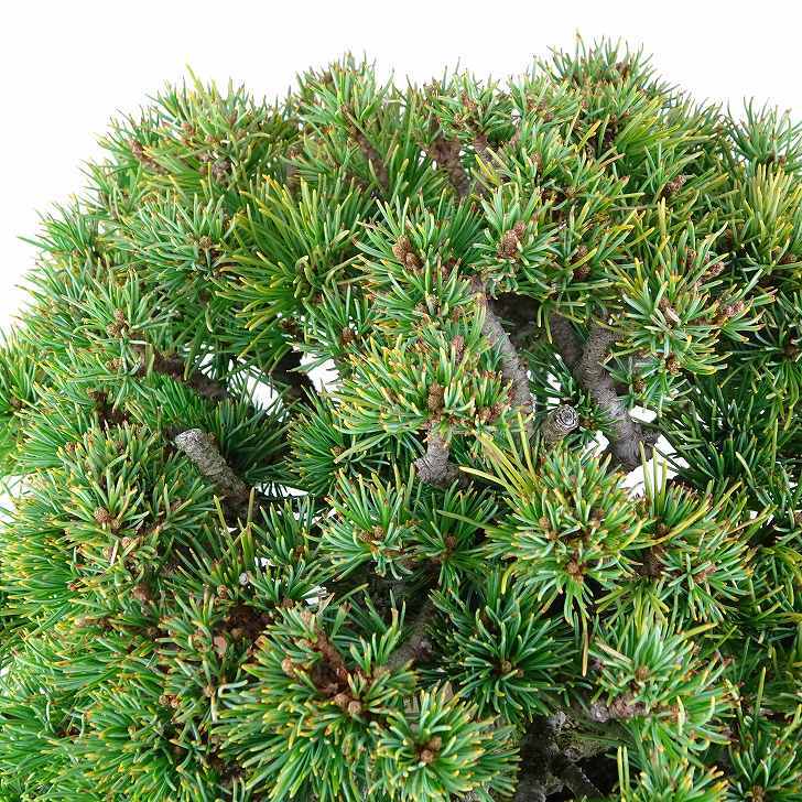 盆栽 松 五葉松 明星 樹高 約18cm ごようまつ 高級盆栽 Pinus parviflora ゴヨウマツ マツ科 常緑針葉樹 観賞用 小品 1115669370