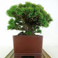 盆栽 松 五葉松 明星 樹高 約18cm ごようまつ 高級盆栽 Pinus parviflora ゴヨウマツ マツ科 常緑針葉樹 観賞用 小品 1115669370