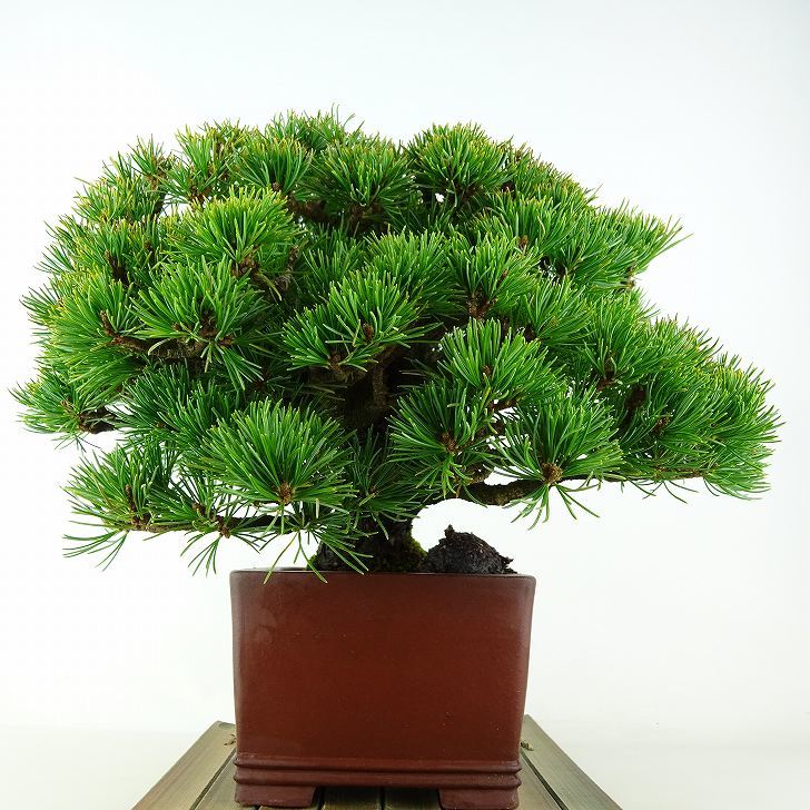 盆栽 松 五葉松 明星 樹高 約18cm ごようまつ 高級盆栽 Pinus parviflora ゴヨウマツ マツ科 常緑針葉樹 観賞用 小品 1115669370