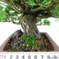 盆栽 松 五葉松 明星 樹高 約18cm ごようまつ 高級盆栽 Pinus parviflora ゴヨウマツ マツ科 常緑針葉樹 観賞用 小品 1115669370