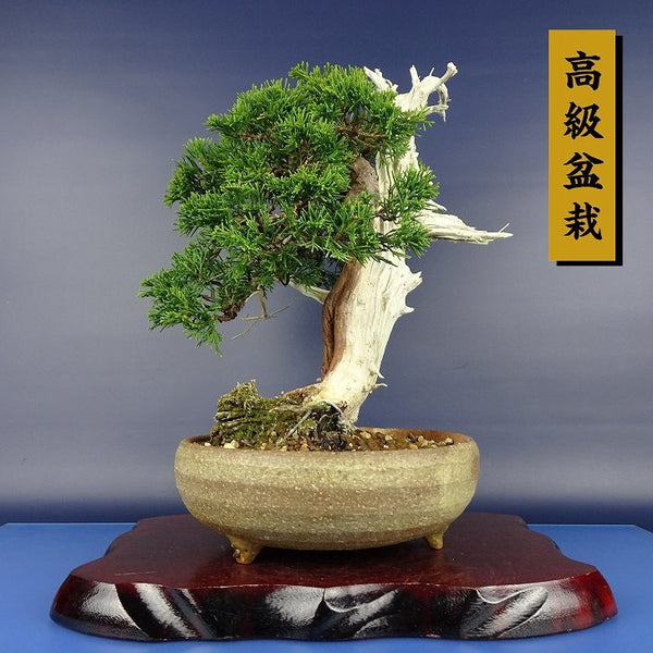 盆栽 真柏 樹高 約29cm しんぱく 高級盆栽 Juniperus chinensis シンパク “ジン シャリ” ヒノキ科 常緑樹 観賞用 d1115692222