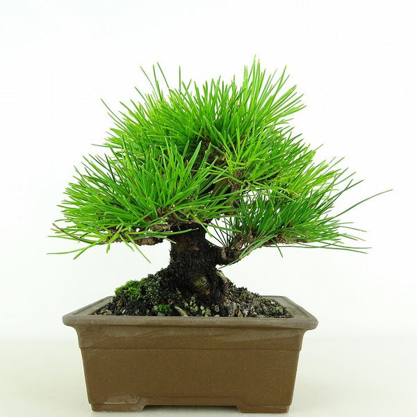 盆栽 松 黒松 樹高 約15cm くろまつ Pinus thunbergii クロマツ マツ科 常緑針葉樹 観賞用 小品 s1115684058