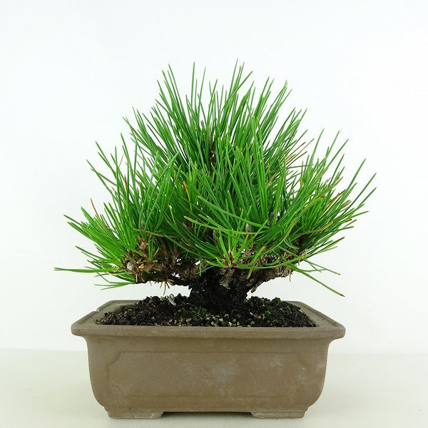 盆栽 松 黒松 樹高 約18cm くろまつ Pinus thunbergii クロマツ マツ科 常緑針葉樹 観賞用 小品 f1115683601