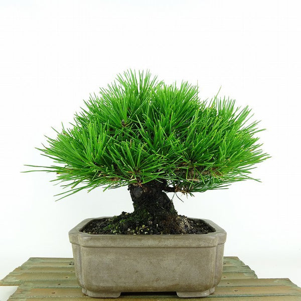 盆栽 松 黒松 樹高 約19cm くろまつ Pinus thunbergii クロマツ マツ科 常緑針葉樹 観賞用 小品 m1115674533