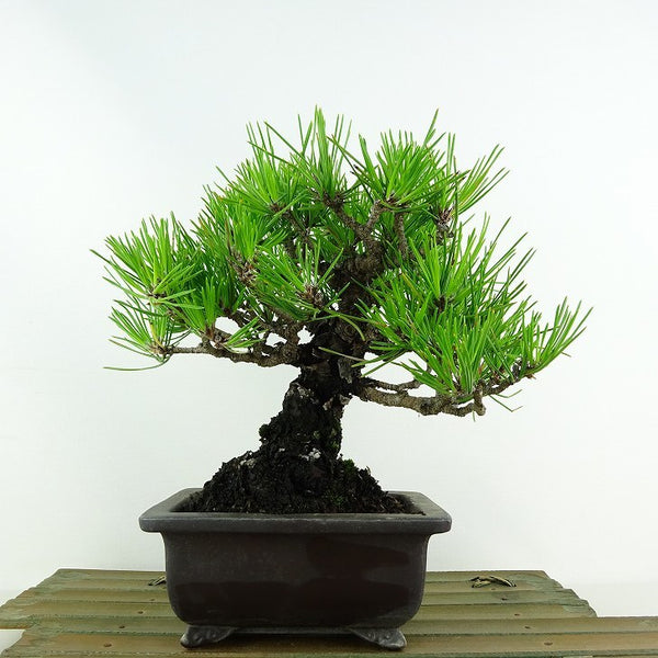 盆栽 松 黒松 樹高 約20cm くろまつ Pinus thunbergii クロマツ マツ科 常緑針葉樹 観賞用 小品 w1115690641