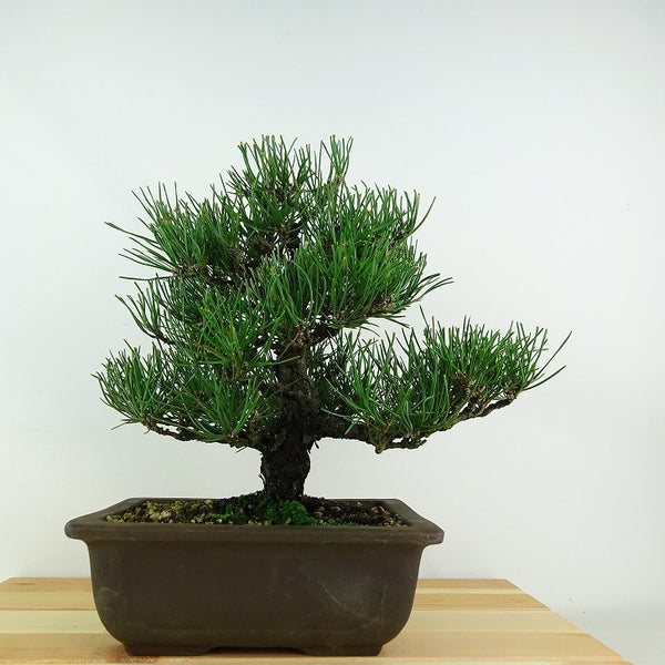 盆栽 松 黒松 樹高 約25cm くろまつ Pinus thunbergii クロマツ マツ科 常緑針葉樹 観賞用 1115693158