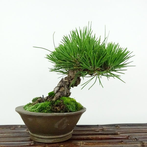 盆栽 松 黒松 樹高 約13cm くろまつ Pinus thunbergii クロマツ マツ科 常緑針葉樹 観賞用 小品 n1115684141