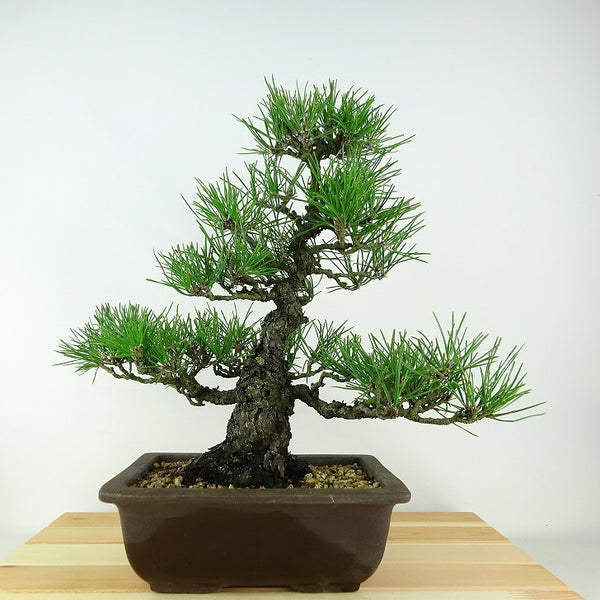 盆栽 松 黒松 樹高 約31cm くろまつ Pinus thunbergii クロマツ マツ科 常緑針葉樹 観賞用 v1115709452