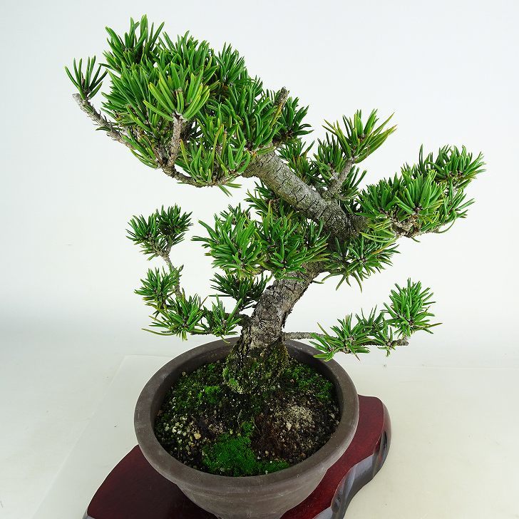 盆栽 松 寸松 黒松 樹高 約31cm くろまつ Pinus thunbergii クロマツ マツ科 常緑針葉樹 観賞用 u1116565215