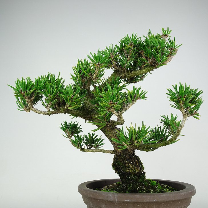 盆栽 松 寸松 黒松 樹高 約31cm くろまつ Pinus thunbergii クロマツ マツ科 常緑針葉樹 観賞用 u1116565215