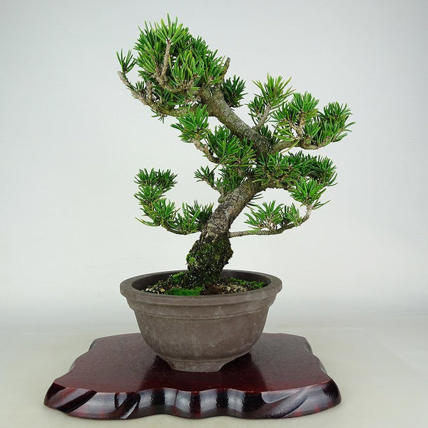 盆栽 松 寸松 黒松 樹高 約31cm くろまつ Pinus thunbergii クロマツ マツ科 常緑針葉樹 観賞用 u1116565215