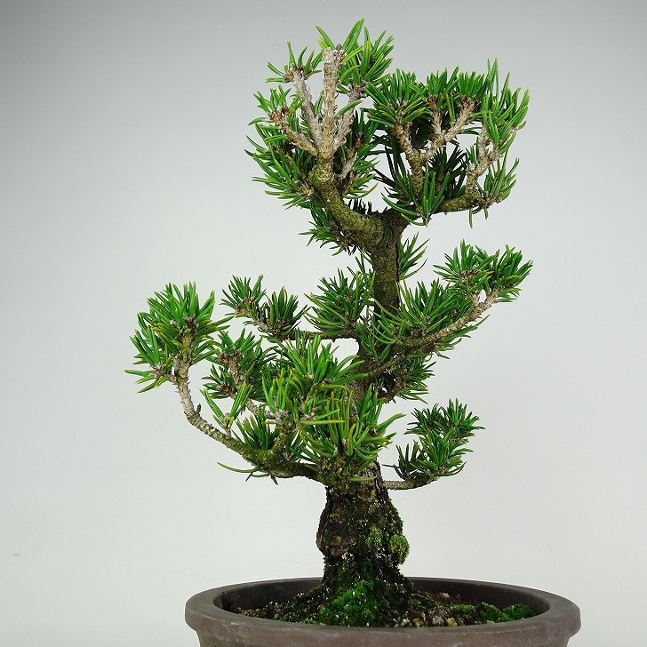 盆栽 松 寸松 黒松 樹高 約31cm くろまつ Pinus thunbergii クロマツ マツ科 常緑針葉樹 観賞用 u1116565215