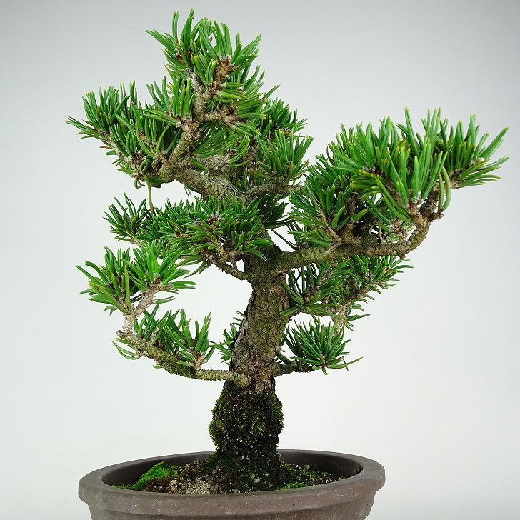 盆栽 松 寸松 黒松 樹高 約31cm くろまつ Pinus thunbergii クロマツ マツ科 常緑針葉樹 観賞用 u1116565215