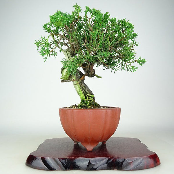 盆栽 真柏 樹高 約24cm しんぱく Juniperus chinensis シンパク “ジン シャリ” ヒノキ科 常緑樹 観賞用 g1116559573