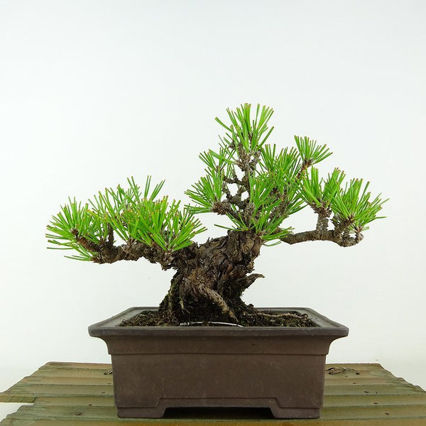 盆栽 松 黒松 瑞宝 樹高 約15cm くろまつ Pinus thunbergii クロマツ マツ科 常緑針葉樹 観賞用 小品