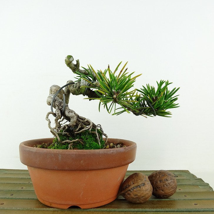 盆栽 松 寸松 黒松 樹高 約10cm くろまつ Pinus thunbergii クロマツ 接ぎ木 マツ科 常緑針葉樹 観賞用 小品 u1117157258