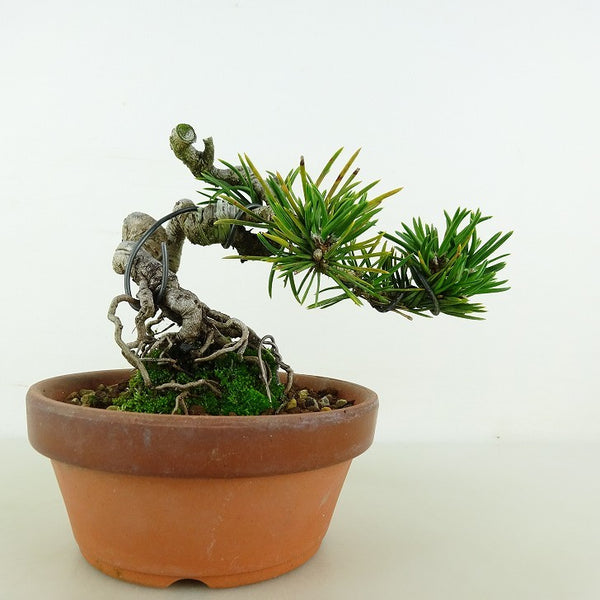 盆栽 松 寸松 黒松 樹高 約10cm くろまつ Pinus thunbergii クロマツ 接ぎ木 マツ科 常緑針葉樹 観賞用 小品 u1117157258