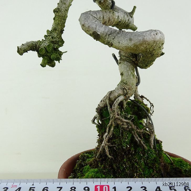 盆栽 松 寸松 黒松 樹高 約20cm くろまつ Pinus thunbergii クロマツ 接ぎ木 マツ科 常緑針葉樹 観賞用 小品 q1117150826