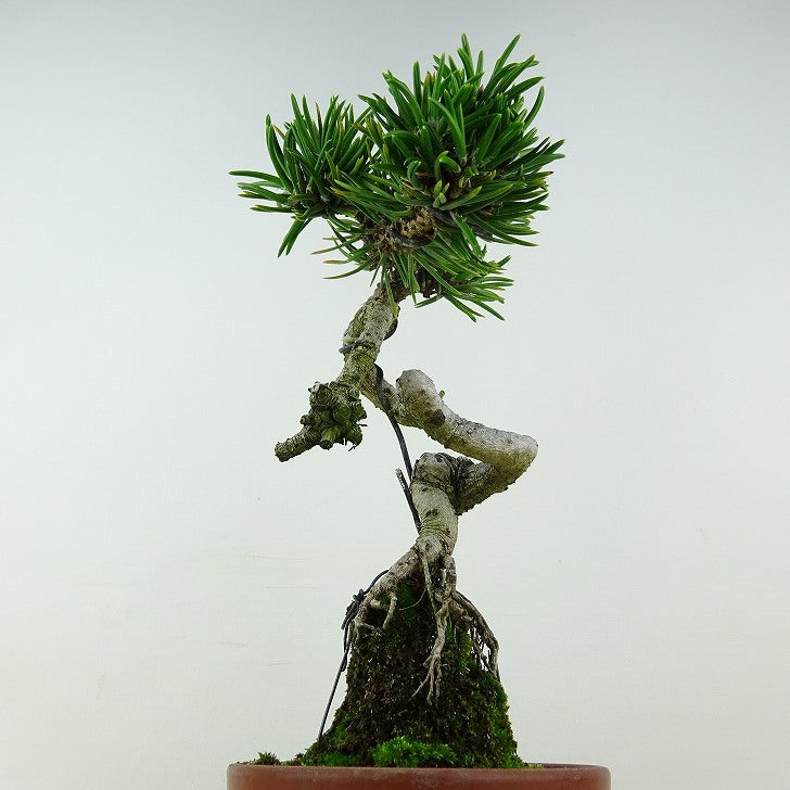 盆栽 松 寸松 黒松 樹高 約20cm くろまつ Pinus thunbergii クロマツ 接ぎ木 マツ科 常緑針葉樹 観賞用 小品 q1117150826