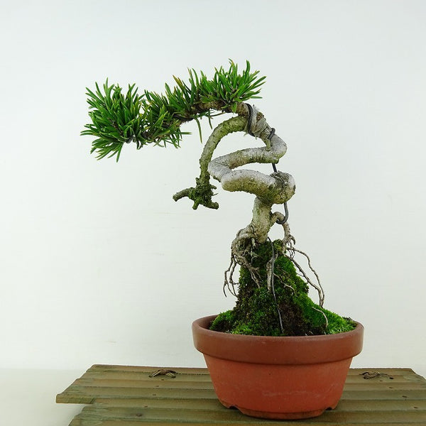 盆栽 松 寸松 黒松 樹高 約20cm くろまつ Pinus thunbergii クロマツ 接ぎ木 マツ科 常緑針葉樹 観賞用 小品 q1117150826