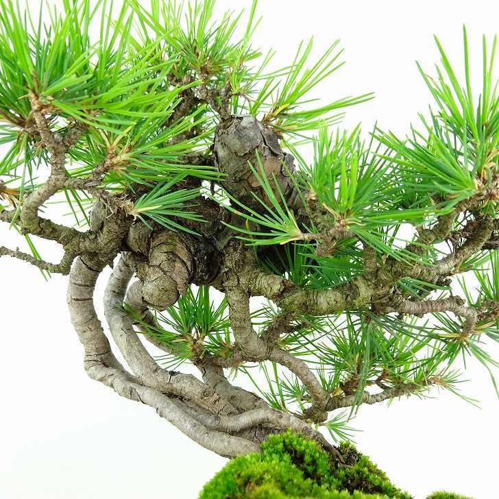 盆栽 松 赤松 樹高 約19cm あかまつ Pinus densiflora アカマツ red pine マツ科 常緑樹 観賞用 小品 b1117171166