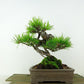 盆栽 松 赤松 樹高 約19cm あかまつ Pinus densiflora アカマツ red pine マツ科 常緑樹 観賞用 小品 b1117171166