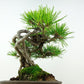 盆栽 松 赤松 樹高 約19cm あかまつ Pinus densiflora アカマツ red pine マツ科 常緑樹 観賞用 小品 b1117171166