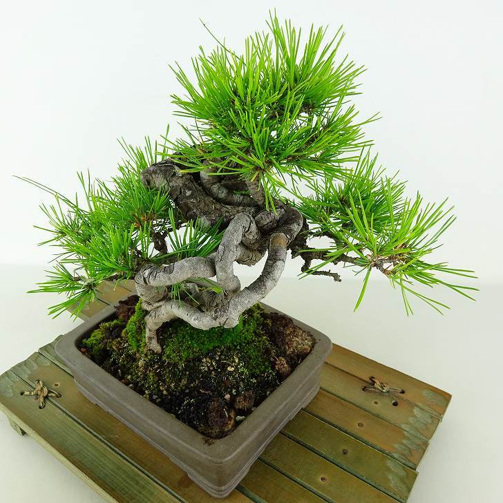 盆栽 松 赤松 樹高 約19cm あかまつ Pinus densiflora アカマツ red pine マツ科 常緑樹 観賞用 小品 b1117171166