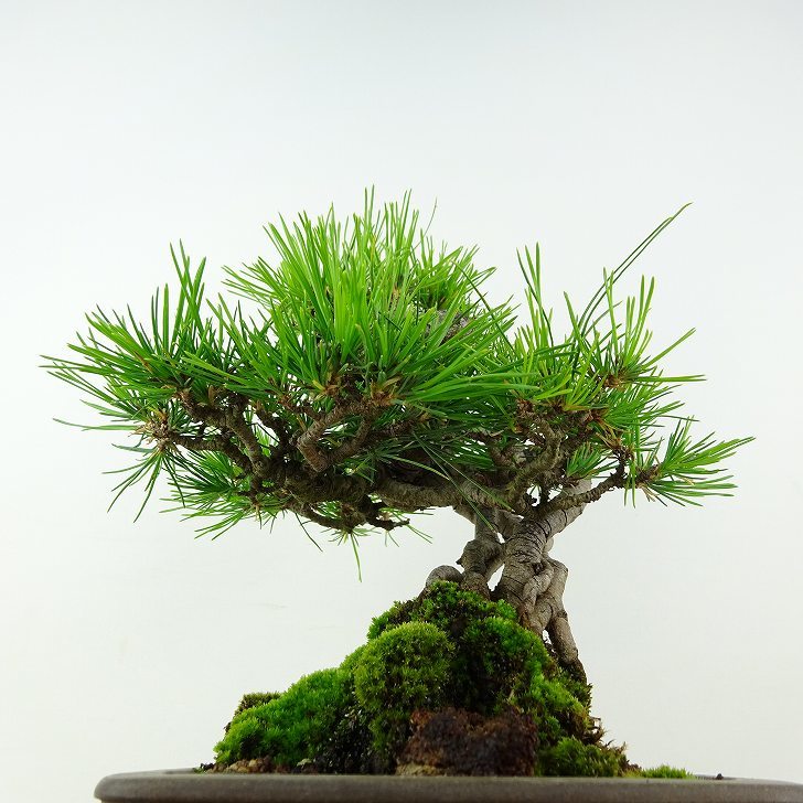 盆栽 松 赤松 樹高 約19cm あかまつ Pinus densiflora アカマツ red pine マツ科 常緑樹 観賞用 小品 b1117171166