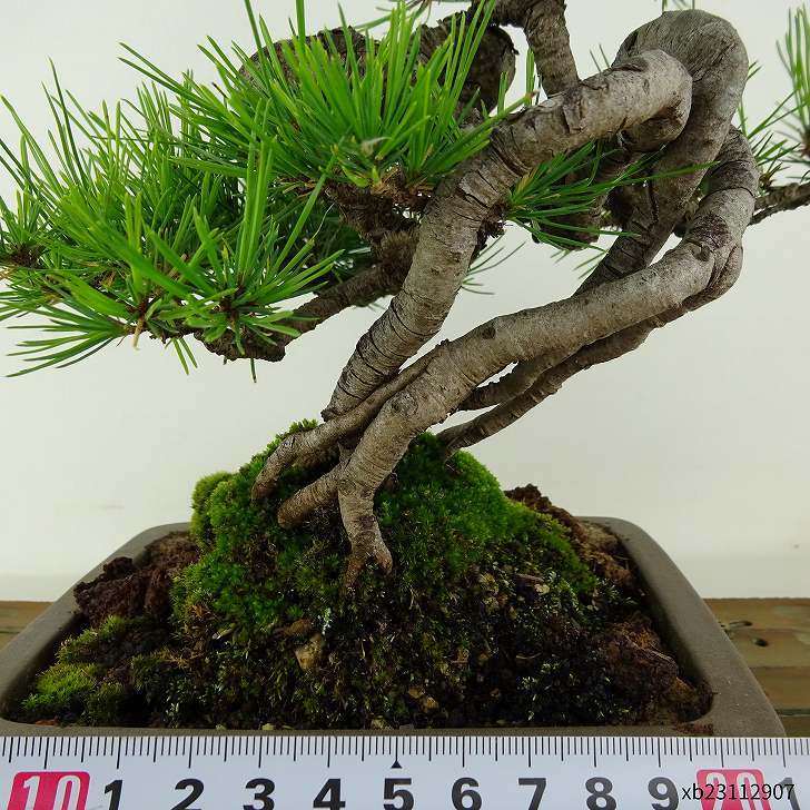 盆栽 松 赤松 樹高 約19cm あかまつ Pinus densiflora アカマツ red pine マツ科 常緑樹 観賞用 小品 b1117171166