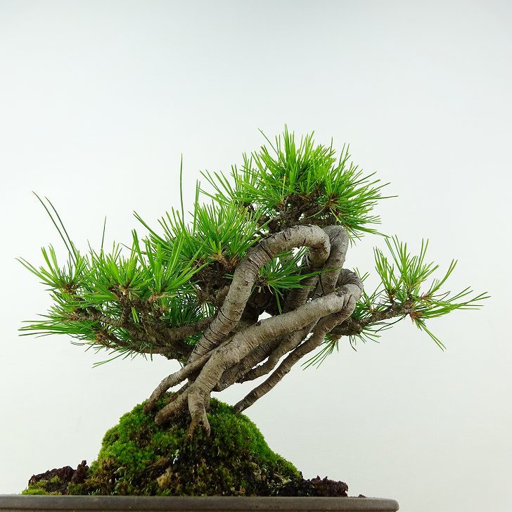 盆栽 松 赤松 樹高 約19cm あかまつ Pinus densiflora アカマツ red pine マツ科 常緑樹 観賞用 小品 b1117171166