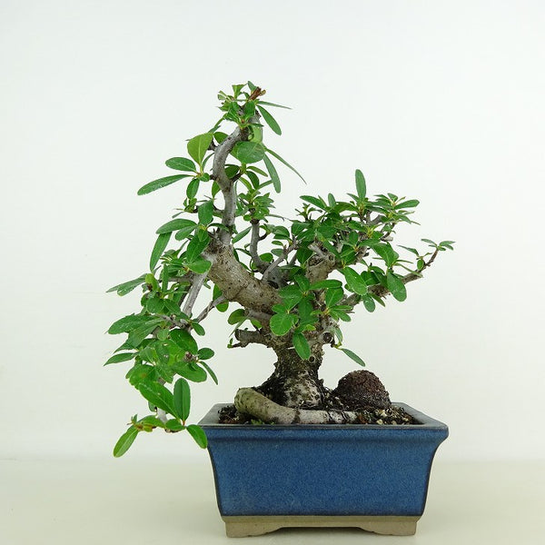 盆栽 ピラカンサ 樹高 約17cm Pyracantha バラ科 常緑樹 観賞用 小品 m1118120742