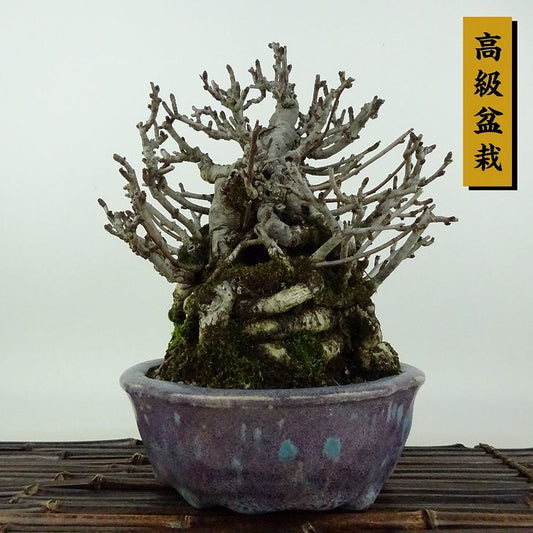 盆栽 木瓜 樹高 約20cm ぼけ 高級盆栽 Chaenomeles speciosa ボケ バラ科 ボケ属 落葉樹 観賞用 小品