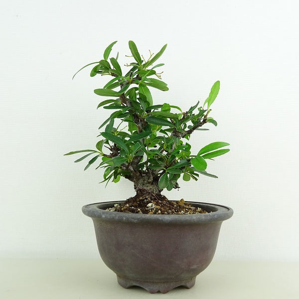 盆栽 ピラカンサ 樹高 約13cm Pyracantha バラ科 常緑樹 観賞用 小品 k1118331421