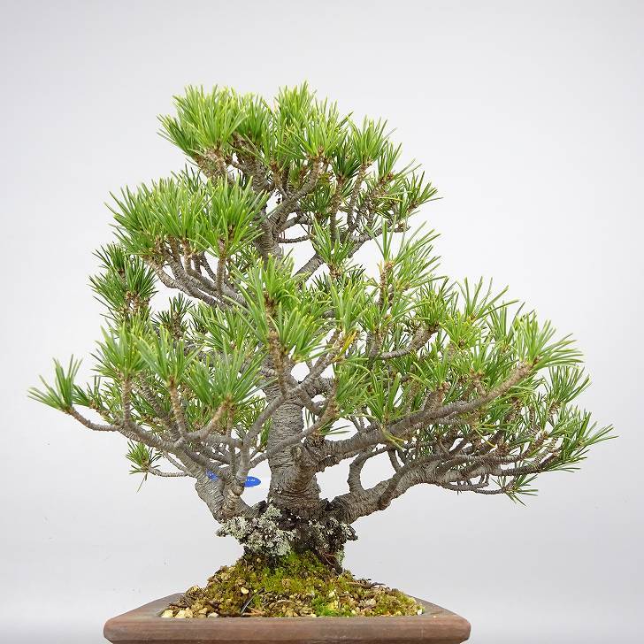 盆栽 松 五葉松 樹高 約19cm ごようまつ Pinus parviflora ゴヨウマツ マツ科 常緑針葉樹 観賞用 小品 j1119432670