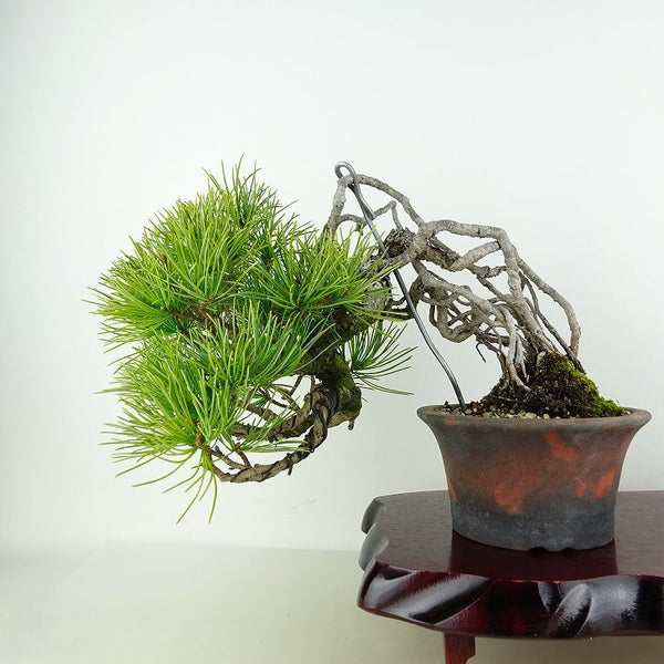 盆栽 松 五葉松 樹高 上下 約16cm ごようまつ Pinus parviflora ゴヨウマツ 根上り マツ科 常緑針葉樹 観賞用 小品 f1119417343