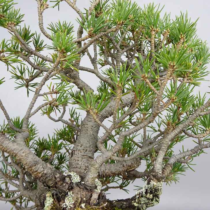 盆栽 松 五葉松 樹高 約19cm ごようまつ Pinus parviflora ゴヨウマツ マツ科 常緑針葉樹 観賞用 小品 j1119432670