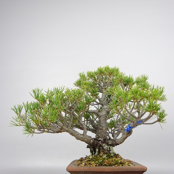 盆栽 松 五葉松 樹高 約19cm ごようまつ Pinus parviflora ゴヨウマツ マツ科 常緑針葉樹 観賞用 小品 j1119432670