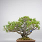 盆栽 松 五葉松 樹高 約19cm ごようまつ Pinus parviflora ゴヨウマツ マツ科 常緑針葉樹 観賞用 小品 j1119432670