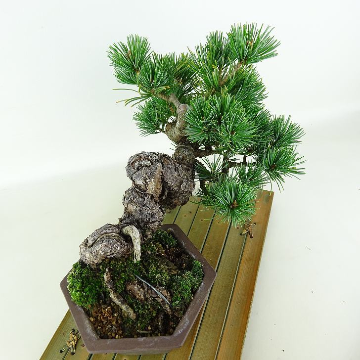 盆栽 松 五葉松 樹高 上下 約19cm ごようまつ Pinus parviflora ゴヨウマツ マツ科 常緑針葉樹 観賞用 小品 n1119422196