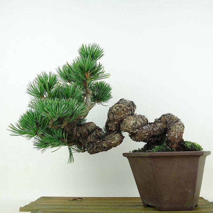 盆栽 松 五葉松 樹高 上下 約19cm ごようまつ Pinus parviflora ゴヨウマツ マツ科 常緑針葉樹 観賞用 小品 n1119422196