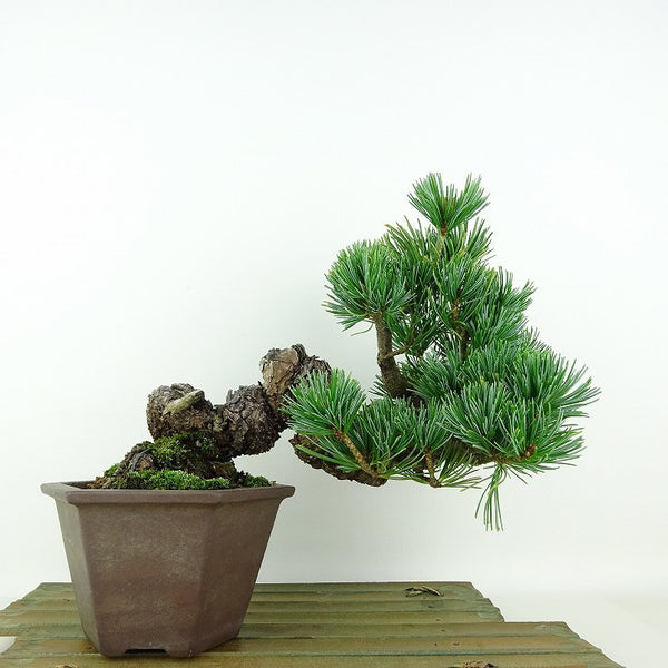 盆栽 松 五葉松 樹高 上下 約19cm ごようまつ Pinus parviflora ゴヨウマツ マツ科 常緑針葉樹 観賞用 小品 n1119422196