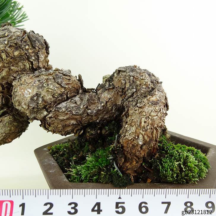 盆栽 松 五葉松 樹高 上下 約19cm ごようまつ Pinus parviflora ゴヨウマツ マツ科 常緑針葉樹 観賞用 小品 n1119422196