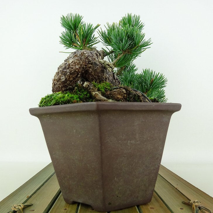 盆栽 松 五葉松 樹高 上下 約19cm ごようまつ Pinus parviflora ゴヨウマツ マツ科 常緑針葉樹 観賞用 小品 n1119422196