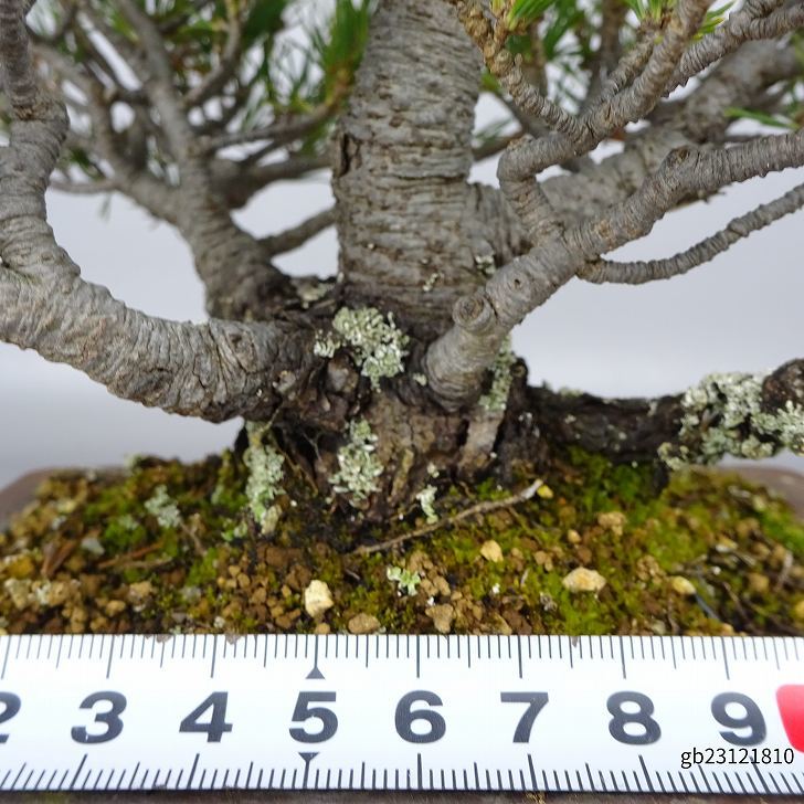 盆栽 松 五葉松 樹高 約19cm ごようまつ Pinus parviflora ゴヨウマツ マツ科 常緑針葉樹 観賞用 小品 j1119432670